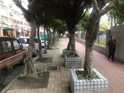 三重碧華國小通學廊道改善前，人行道空間遭路樹阻擋